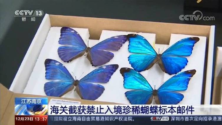 晓晨姐姐看天下 【海关截获7只珍稀蝴蝶标本】12月17日,南京金陵海关工作人员在查验进境挂